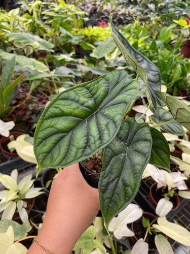 Alocasia Dragon Scale - Exotic Tropical Beauty | Rare Houseplant 4